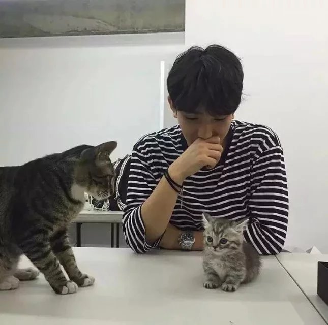 张霄凡颖